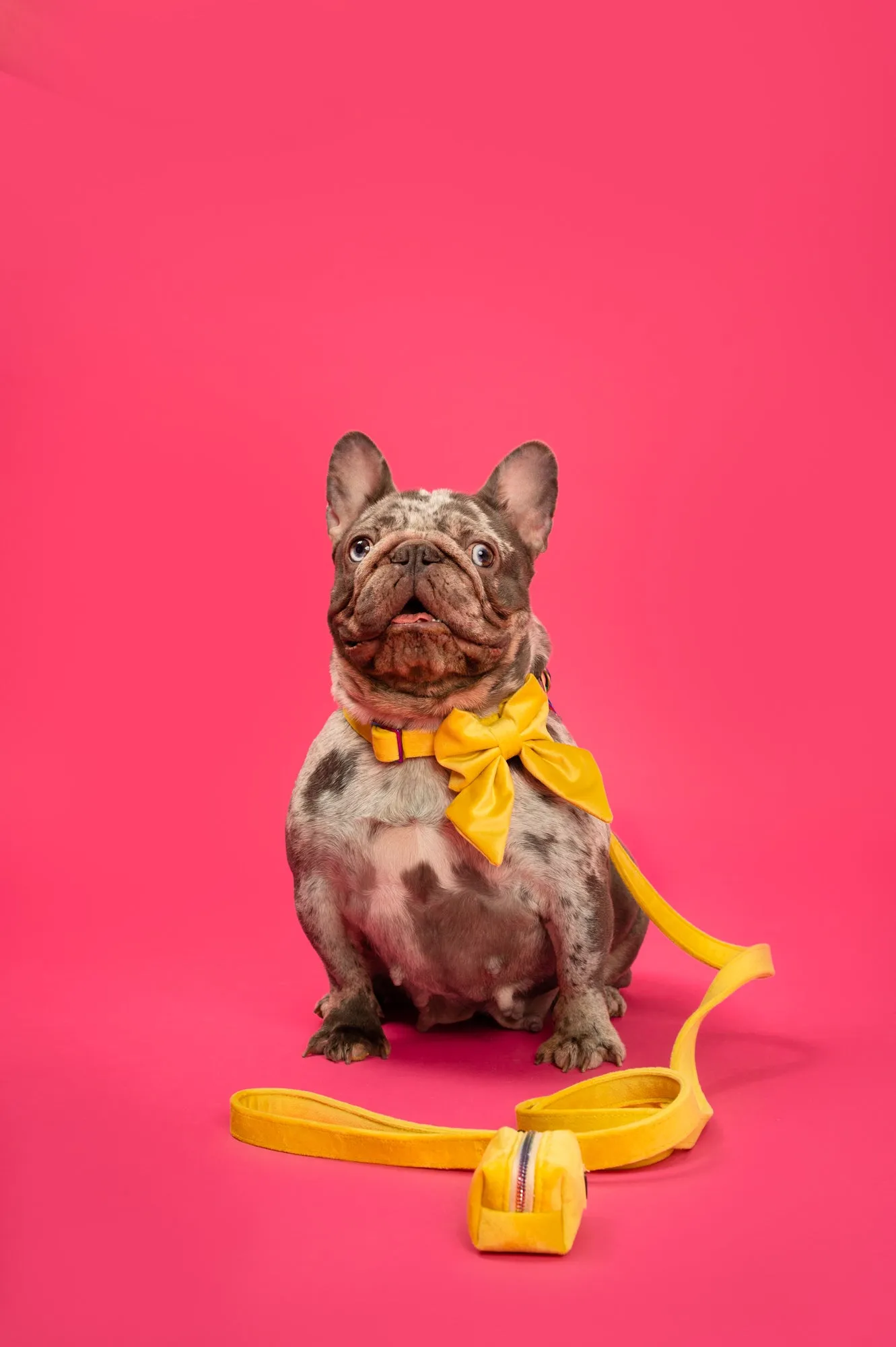 Sunshine Velvet - Dog Poop Bag Holder